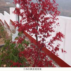 日本紅楓樹嫁接技術與河南舜楓農(nóng)林的實踐