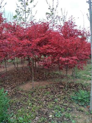 山東青島彩虹谷農(nóng)場 日本紅楓紅舞姬，僅20元/株，打造園林藝術新境界