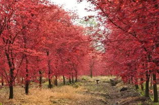 比古鎮(zhèn)更美的絕密基地，99%的成都人都沒去過的日本紅楓秘境