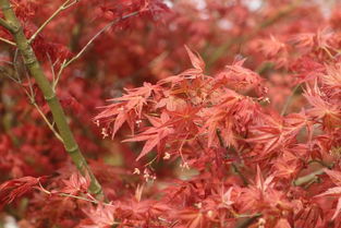 九農(nóng)花木園藝場基地實拍圖 日本紅楓紅舞姬與日本紅楓的絢麗風采