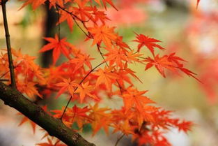 國內四大賞楓圣地 秋意濃楓葉紅，哪里的楓情更入你的眼？