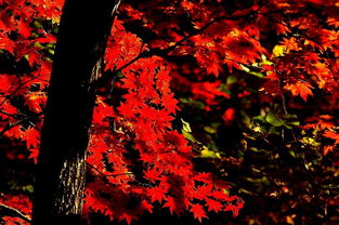 待到秋風起，楓葉最相思——本溪關門山日本紅楓漫記