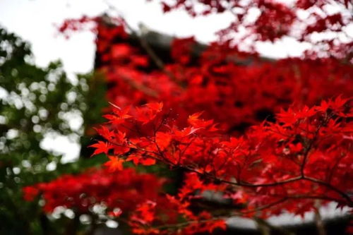 薛蠻子買下日本一條街，日本紅楓投資熱潮你跟上節奏了嗎？