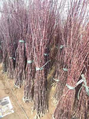 紅楓小苗產地直發 美國、日本與中國品種比較