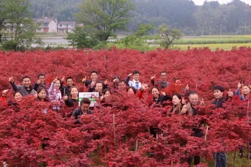 楓情萬種之日本紅楓“紅舞姬” 一樹絢爛，舞動秋色