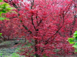 巴南五洲園 漫山紅楓染金秋，一日盡覽園林奇觀